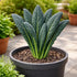 Sunutri Seeds Black Tuscan Lacinato Kale Seeds Dark Blue-Green Leaves with Upright Growth for Home Gardens, Raised Beds