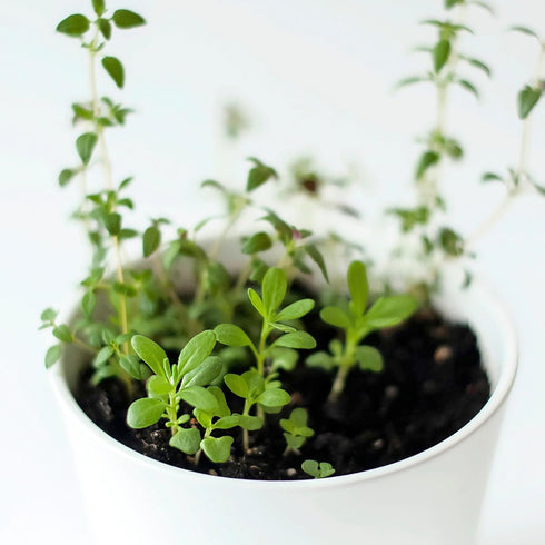 (1 Pack) Seed Needs Thyme Seeds for Planting - Non-GMO Heirloom & Untreated Perennial Herb Seed to Plant a Culinary