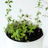 (1 Pack) Seed Needs Thyme Seeds for Planting - Non-GMO Heirloom & Untreated Perennial Herb Seed to Plant a Culinary