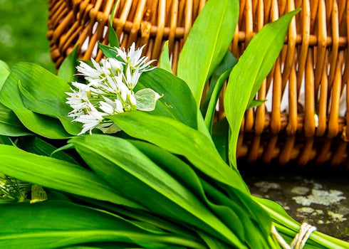 40 Wild Garlic Ramsons Buckrams Wild Onion Non-GMO Seeds for Planting