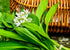 40 Wild Garlic Ramsons Buckrams Wild Onion Non-GMO Seeds for Planting