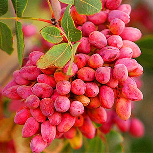 seedsforbr 5 Pistachios Tree Pcs Seeds for Home Garden