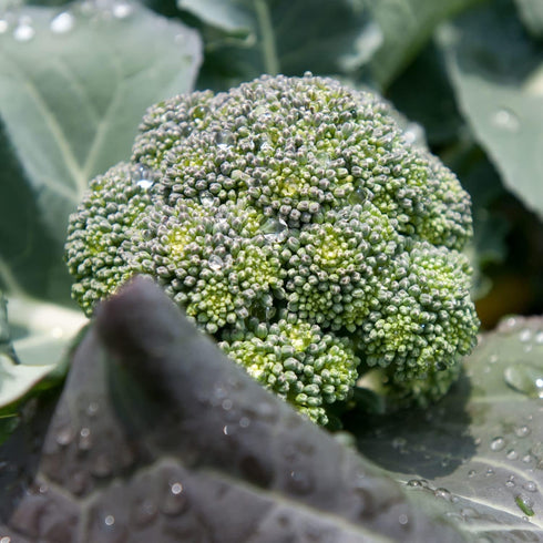19.3 oz. 4-pack Bonnie Plants Lieutenant Broccoli