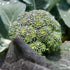 19.3 oz. 4-pack Bonnie Plants Lieutenant Broccoli