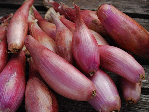 SeedsUA Seeds Red Shallot Onion Heirloom Vegetable for Planting Non GMO