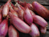 SeedsUA Seeds Red Shallot Onion Heirloom Vegetable for Planting Non GMO