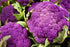 NIKA SEEDS 100 Seeds Vegetable Cauliflower Purple Cabbage - Seeds