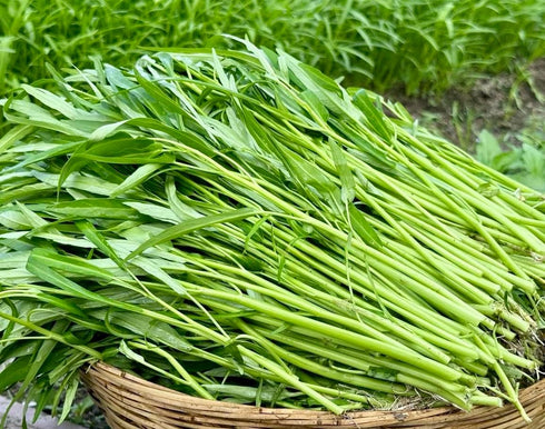 Generic 1000+ Organic Water Spinach Seeds Kangkong, Ong Choy, Rau Muong Heirloom, Non-GMO, USA Grown - Asian Vegetable
