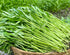 Generic 1000+ Organic Water Spinach Seeds Kangkong, Ong Choy, Rau Muong Heirloom, Non-GMO, USA Grown - Asian Vegetable