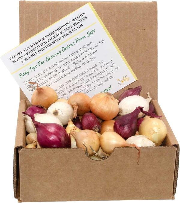 Mixed Onion Assortment 50 Plus Count Onion Sets - Red, White and