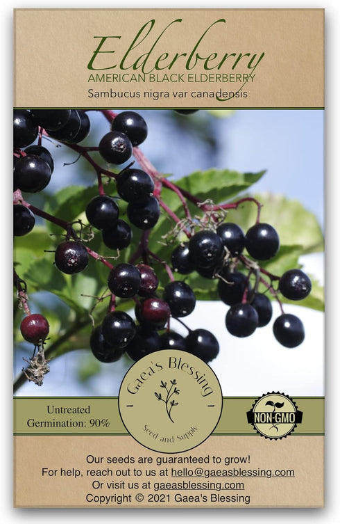 Gaea's Blessing Seeds - Elderberry Seeds - American Black Elderberry Heirloom -