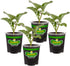 Bonnie Plants Lieutenant Broccoli 19.3 oz. 4-pack