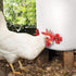 40 Pack Chicken Waterer Nipples - Easy Install Leakproof Poultry Watering System for Chicken Coop, Quail Duck Water
