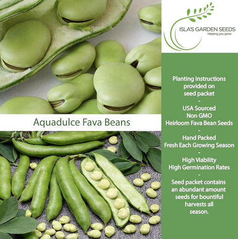 25 Aquadulce Fava Bean Seeds (Vicia faba) Non-GMO Heirloom Seeds by Islas Garden Seeds, Cold-Hardy Broad Bean for Fall