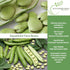 25 Aquadulce Fava Bean Seeds (Vicia faba) Non-GMO Heirloom Seeds by Islas Garden Seeds, Cold-Hardy Broad Bean for Fall