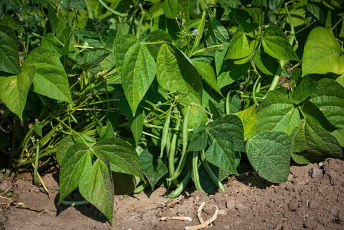 30+ Packet, Kentucky Wonder Bush Bean Seeds for Planting, Heirloom Seeds Per (Isla's Garden Seeds), Non GMO Seeds