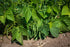 30+ Packet, Kentucky Wonder Bush Bean Seeds for Planting, Heirloom Seeds Per (Isla's Garden Seeds), Non GMO Seeds