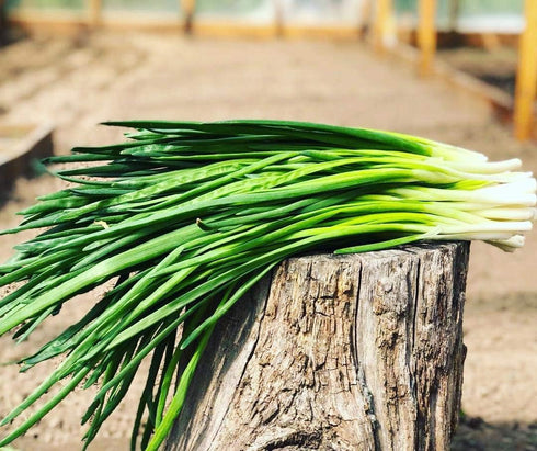 250+ Seeds Bunching Green Onions Scallions Seeds for Planting Perennial Vegetable Garden Spring Onions Non-GMO