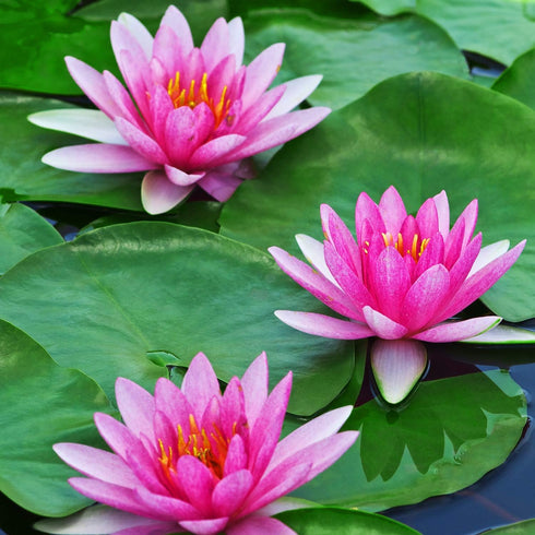 WILLBOND 12 Pieces Artificial Lotus Leaves, Floating Foam Ornament Lily Pads for Pond Decor, Water Lily Leaves