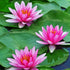 WILLBOND 12 Pieces Artificial Lotus Leaves, Floating Foam Ornament Lily Pads for Pond Decor, Water Lily Leaves