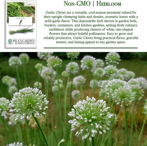 200+ Garlic Chives Seeds (Allium tuberosum, Chinese Chives) Non GMO & Heirloom Seeds, by Islas Garden Seeds, Use as