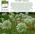 200+ Garlic Chives Seeds (Allium tuberosum, Chinese Chives) Non GMO & Heirloom Seeds, by Islas Garden Seeds, Use as