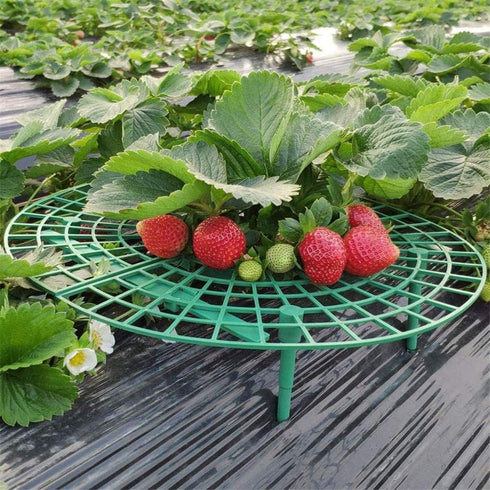 10 Pack Strawberry Supports Keeping Fruit Elevated & Balcony Planting Rack Fruit Support Plant Flower Climbing Vine