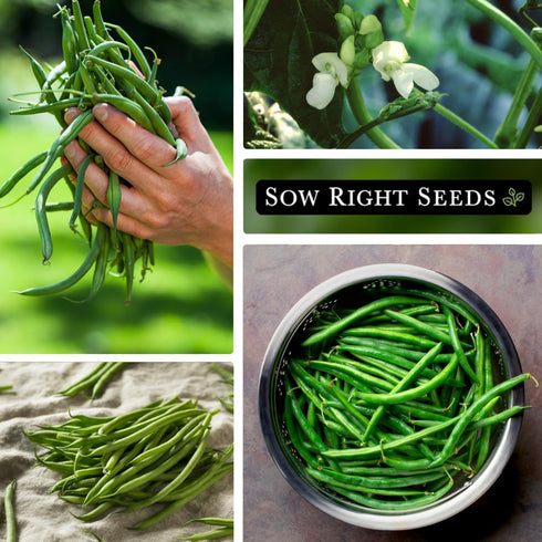 2 170 Pack Sow Right Seeds - Bulk Kentucky Wonder Pole Bean Seeds for Planting - Ounce, Seeds - Non-GMO Heirloom Jumbo
