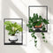 Wall Plant Holder Floating Shelves for Wall Set of 2, Wall Planters