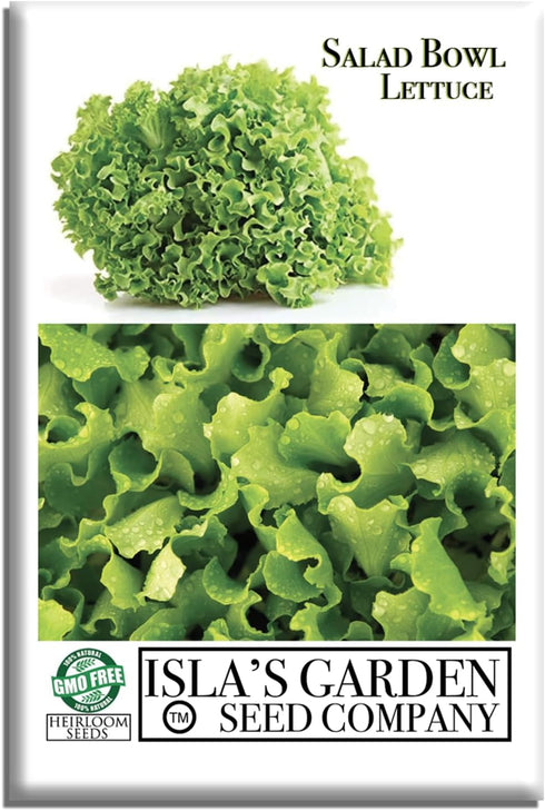 Salad Bowl Lettuce Seeds (Lactuca Sativa) 1000+ Non-GMO Heirloom Seeds by Islas
