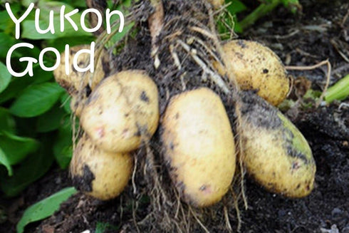 Unknown 5 Lb, Yukon Gold Potato Seed/Tubers, Yellow-Flesh Standard, United States