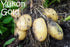Unknown 5 Lb, Yukon Gold Potato Seed/Tubers, Yellow-Flesh Standard, United States