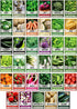 16,000 35 35 Gardeners Basics Survival Vegetable Seeds Garden Kit Over Seeds Non-GMO and Heirloom, Great for Emergency