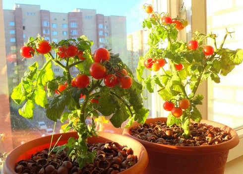 20 Dwarf Bush Cherry Tomatoes Seeds for Planting About Seeds Indoor Tomato