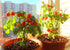 20 Dwarf Bush Cherry Tomatoes Seeds for Planting About Seeds Indoor Tomato