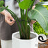 6.5 6.5IN -5 Set, Yohsnor Black Monstera Plant Support Hook - * Piece Durable Metal Stem Supports for Indoor Plants