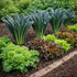 Sunutri Seeds Black Tuscan Lacinato Kale Seeds Dark Blue-Green Leaves with Upright Growth for Home Gardens, Raised Beds