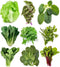 Sunutri Seeds Greens Seeds Collection, 2500+ Seeds, 9 Heirloom Varieties, Arugula, Beet, Upland Cress,