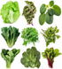 Sunutri Seeds Greens Seeds Collection, 2500+ Seeds, 9 Heirloom Varieties, Arugula, Beet, Upland Cress,