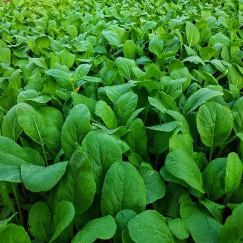 4000+ Florida Broadleaf Mustard Seeds for Planting Vegetable Seeds for Green Leaf Non-GMO Heirloom Garden Seed Small