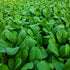 4000+ Florida Broadleaf Mustard Seeds for Planting Vegetable Seeds for Green Leaf Non-GMO Heirloom Garden Seed Small