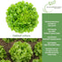 1000+ Packet Oakleaf Leaf Lettuce Seeds Heirloom Seeds per by Islas Garden Seeds, Tender Loose-Leaf Greens, Fast