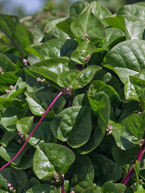 Stemmed 93% Gaea's Blessing Seeds - Red Malabar Spinach Seeds - Non-GMO Seeds with Easy to Follow Planting Instructions
