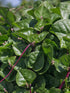 Stemmed 93% Gaea's Blessing Seeds - Red Malabar Spinach Seeds - Non-GMO Seeds with Easy to Follow Planting Instructions