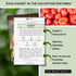 Sow Right Seeds - Beefsteak Style Tomato Seed Collection for Planting - Beefsteak, Kellogg's, Cherokee Purple, Mortgage