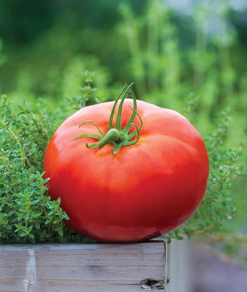 35 Burpee 'Big Daddy' Hybrid , Red Slicing Tomato , Non-GMO Seeds