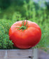 35 Burpee 'Big Daddy' Hybrid , Red Slicing Tomato , Non-GMO Seeds