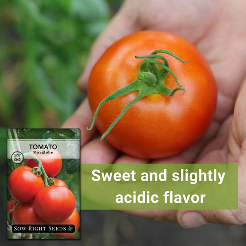 Packet (1) Sow Right Seeds - Marglobe Tomato Seeds for Planting - Non-GMO Heirloom with Instructions to Plant and Grow