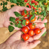The Old Farmer's Almanac 80 Heirloom Tomato Seeds (Large Red Cherry) - Approx Seeds - Non-GMO, Open Pollinated
