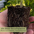 100 (2) 4" 8" 4" Inch Clovers Garden Sweet Tomato Plants Two Live Plants Non-GMO- Not Seeds - Each to Tall - in Pots